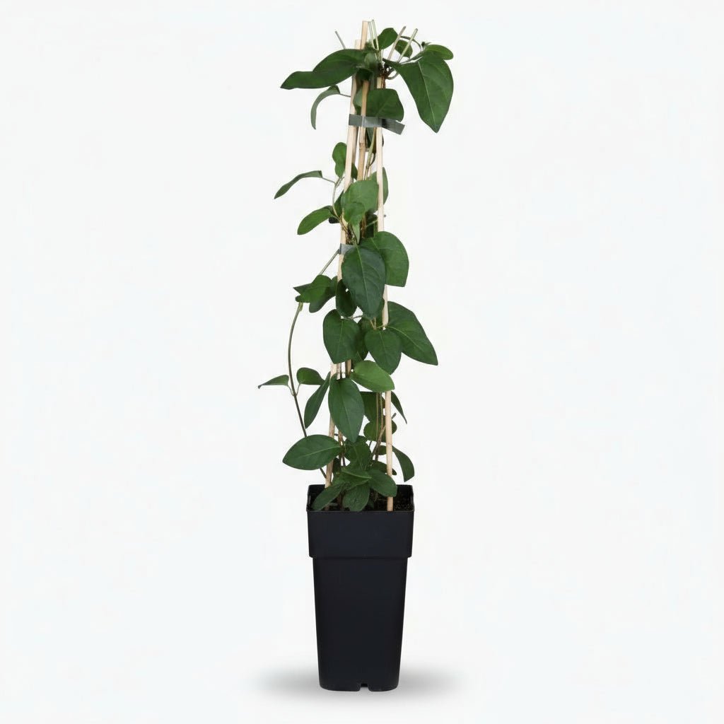 Lonicera japonica ‘Halliana’ – Chèvrefeuille blanc parfumé – D15cm x H65cm - Verdeia