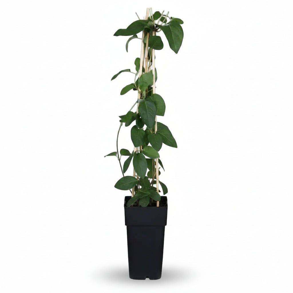 Lonicera japonica ‘Halliana’ – Lligabosc blanc perfumat – D15cm x H65cm - Verdeia - 2