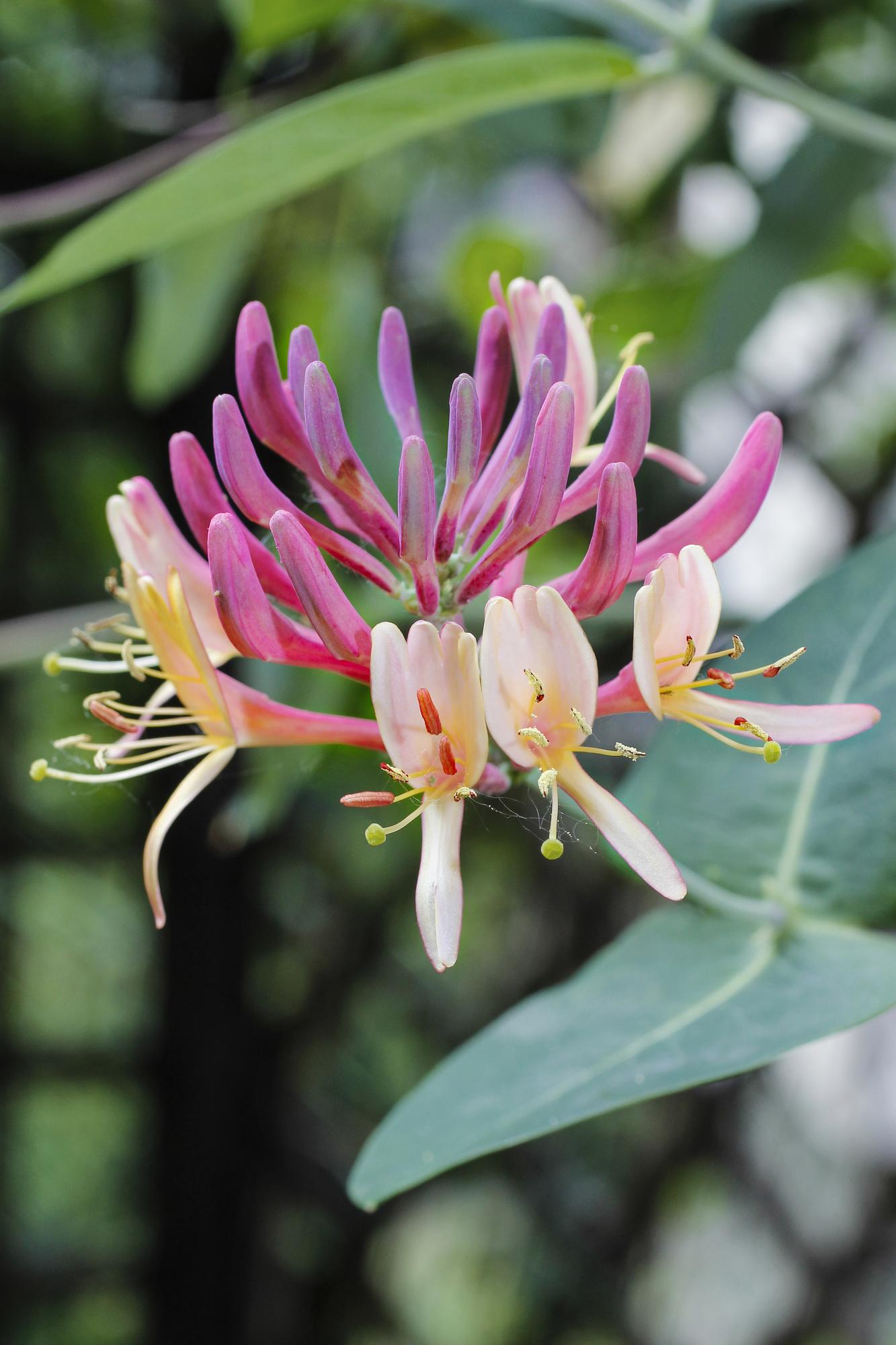 Lonicera periclymenum ‘Belgica’ – Madreselva de bosque perfumada – D15cm x A65cm - Verdeia - 1