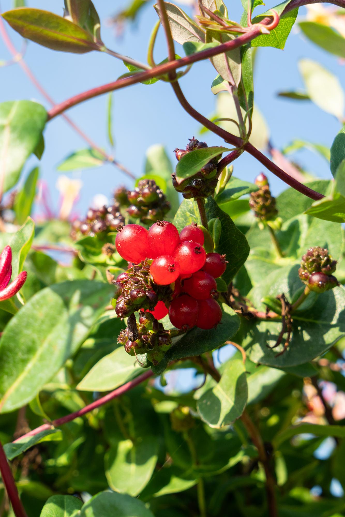 Lonicera periclymenum ‘Serotina’ – Madreselva trepadora perfumada – D15cm x A65cm - Verdeia - 4