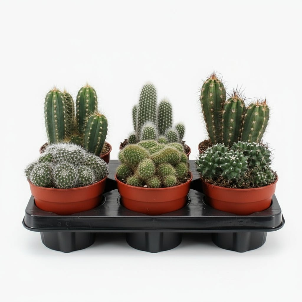 Lote de 6 Cactus - 12 x 20 cm - Verdeia - 1