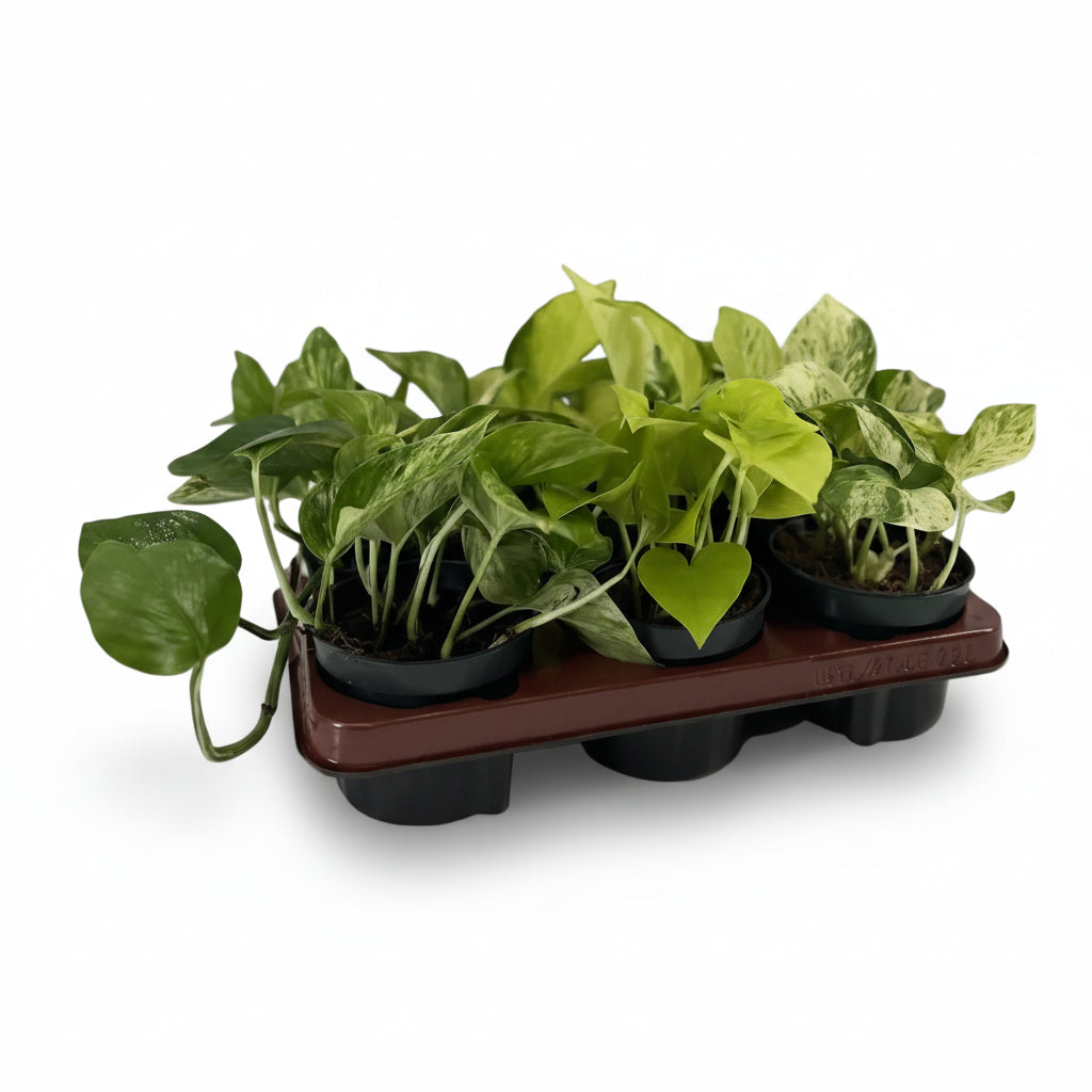 Lot surprise — 6 Epipremnum (Pothos) - H15 cm | Pot Ø12 cm - Verdeia - 1
