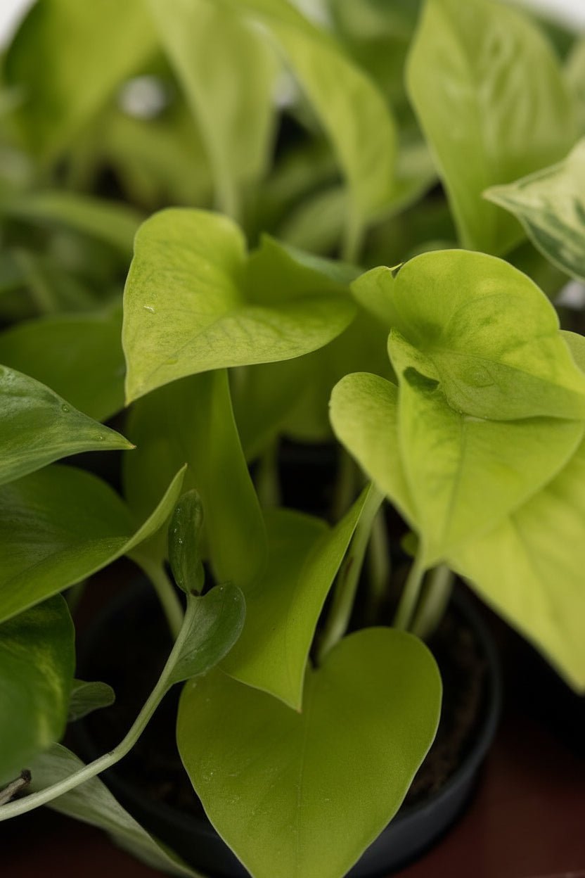 Lot overraskelse — 6 Epipremnum (Guldpothos) - H15 cm | Potte Ø12 cm - Verdeia - 2