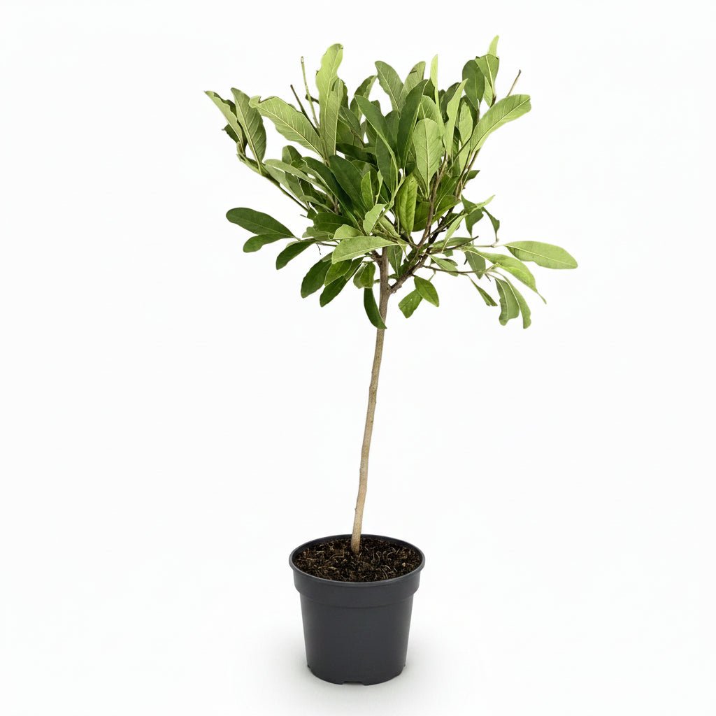 Magnolia stellata sur tige (Magnolia étoilé) — H90 cm | Pot Ø19 cm - Verdeia - 2