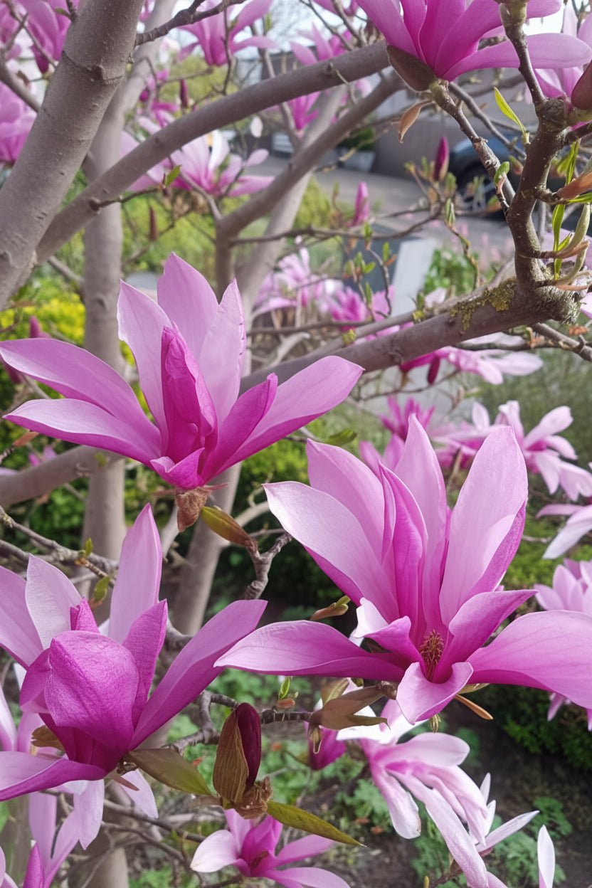 Magnolia &