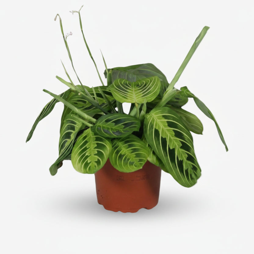 Maranta Leuconeura &