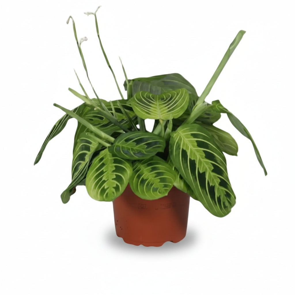 Maranta Leuconeura &