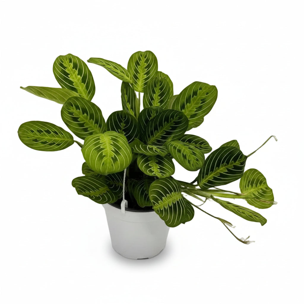 Maranta Leuconeura &