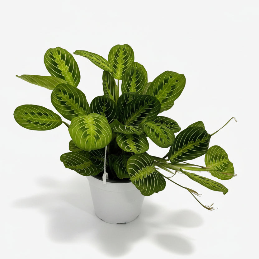 Maranta Leuconeura &