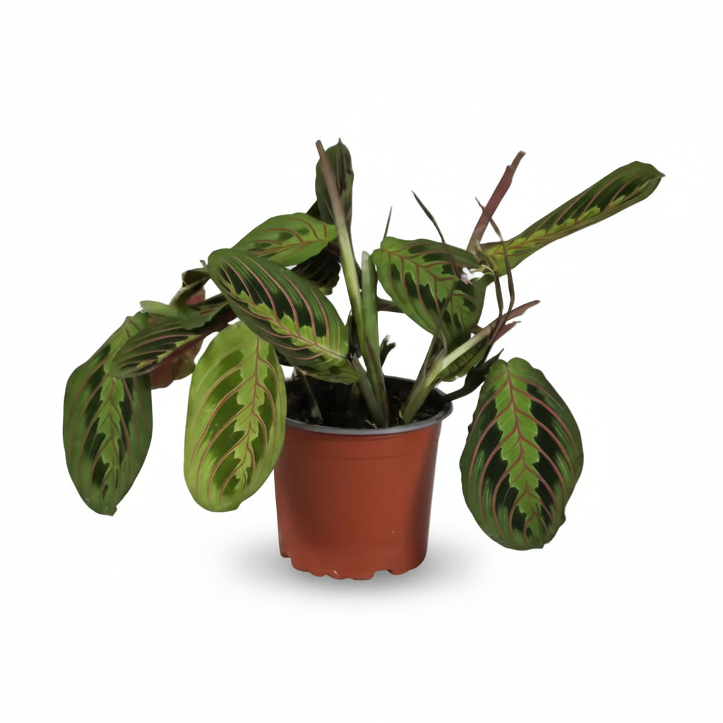 Maranta Leuconeura Fascinator w doniczce produkcyjnej na białym tle