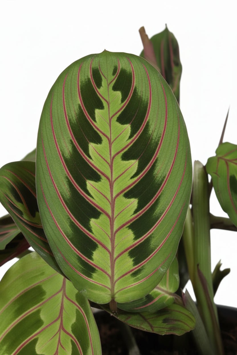 Zbliżenie na liście Maranta Leuconeura Fascinator