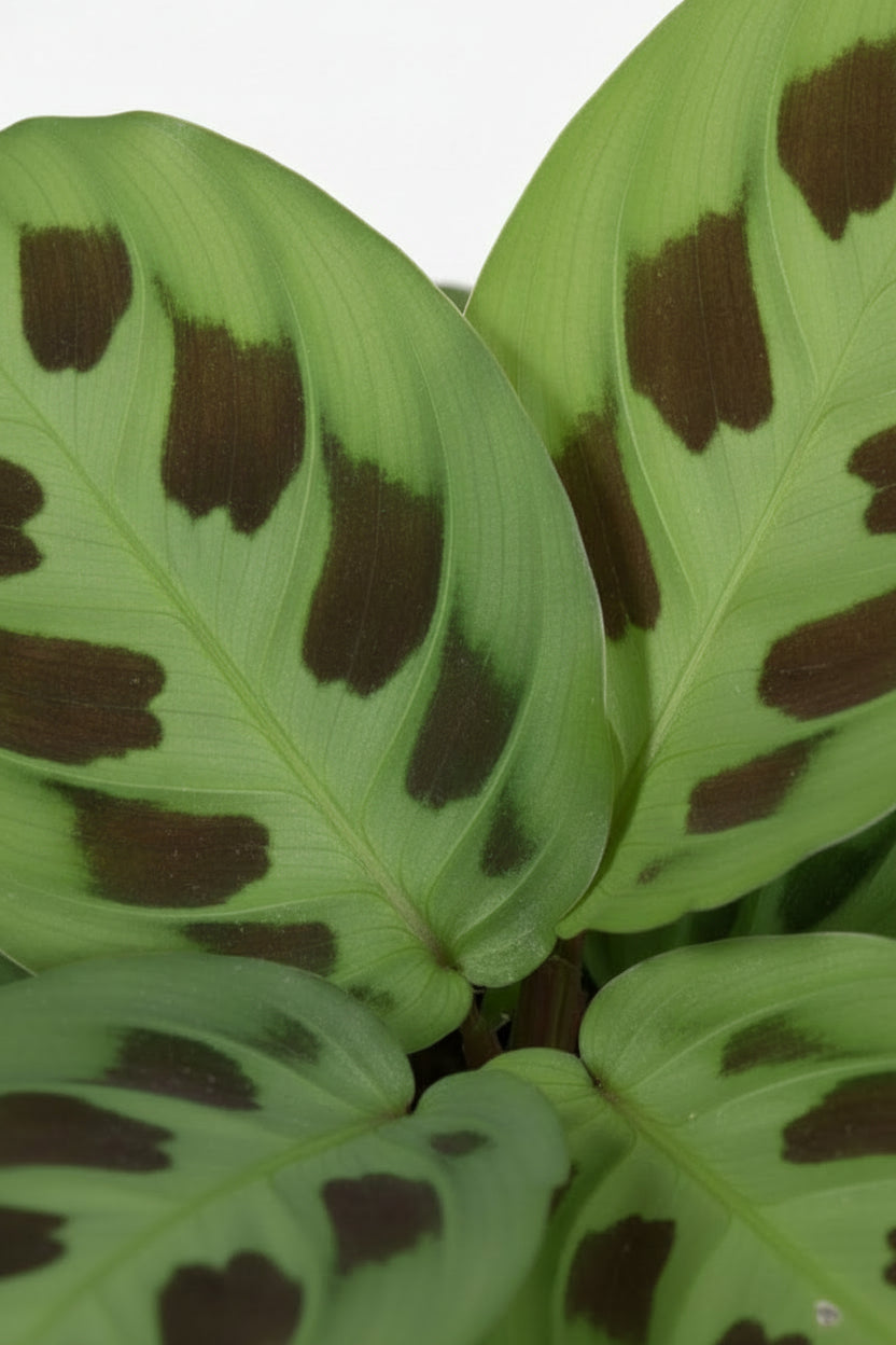 Maranta Leuconeura Kerchoveana — Gebetspflanze — Ø12 cm — H30 cm - Verdeia - 2