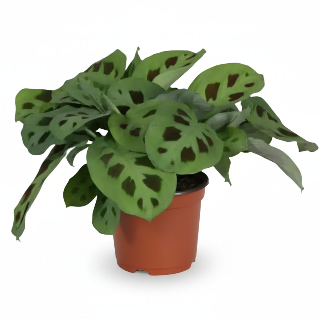 Maranta Leuconeura Kerchoveana — Plante de prière — Ø12 cm — H30 cm - Verdeia - 1