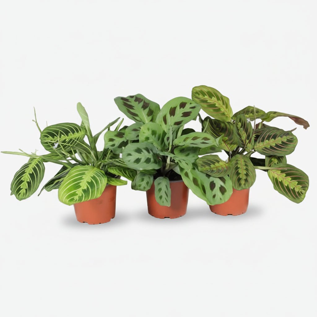 Maranta Leuconeura Mix — Lot de 3 variétés - H30 cm | Pot Ø12 cm - Verdeia - 1