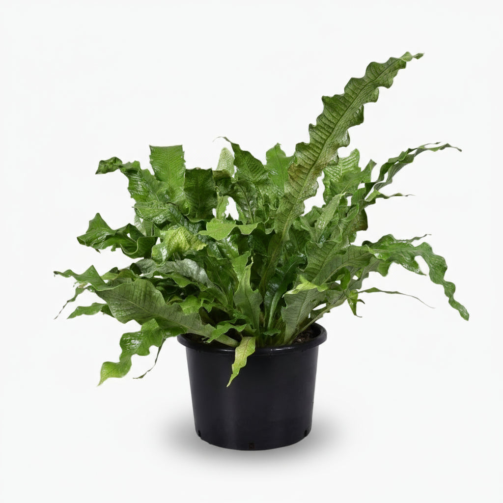 Microsorum Crocodyllus – Fougère Crocodile - Verdeia