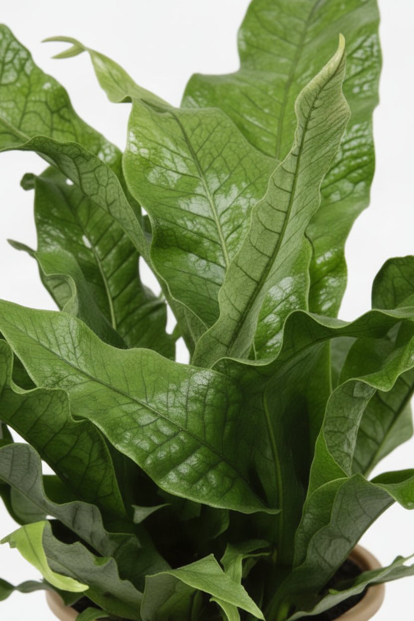 Microsorum Diversifolium — Helecho canguro — Ø17 cm — H45 cm - Verdeia - 2