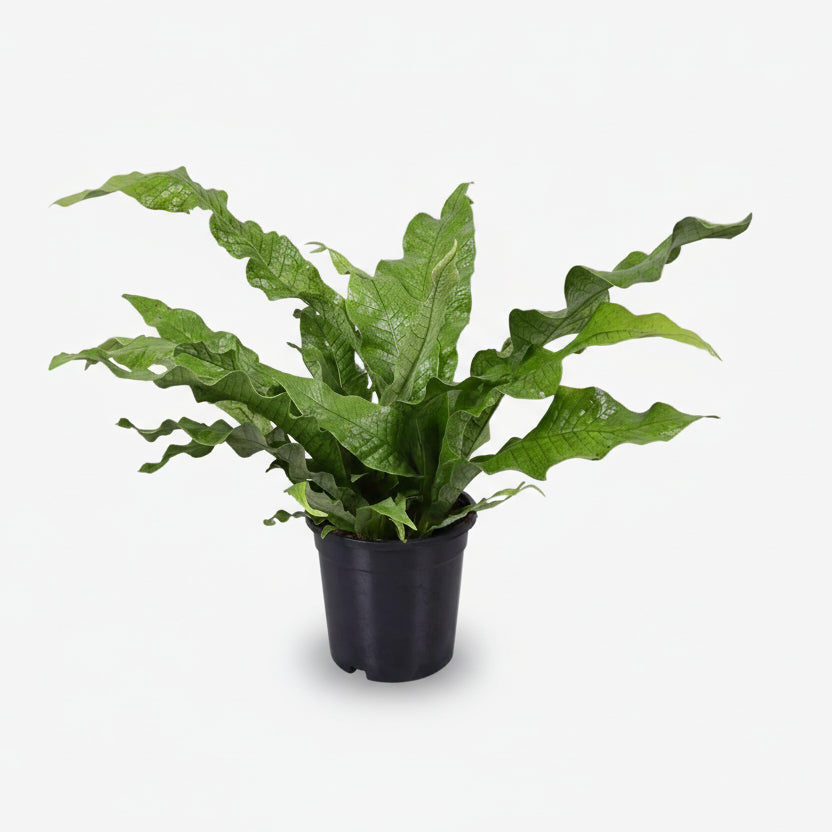 Microsorum Diversifolium — Helecho canguro — Ø17 cm — H45 cm - Verdeia - 1