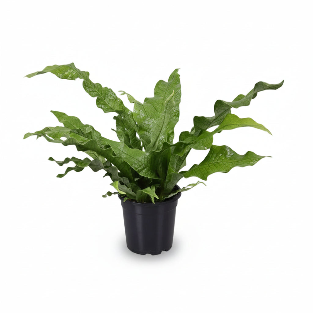 Microsorum Diversifolium — Kængurufjeder — Ø17 cm — H45 cm - Verdeia - 1