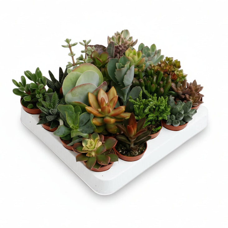 Mix de 20 Suculentas - 5,5 x 10 cm - Verdeia - 1