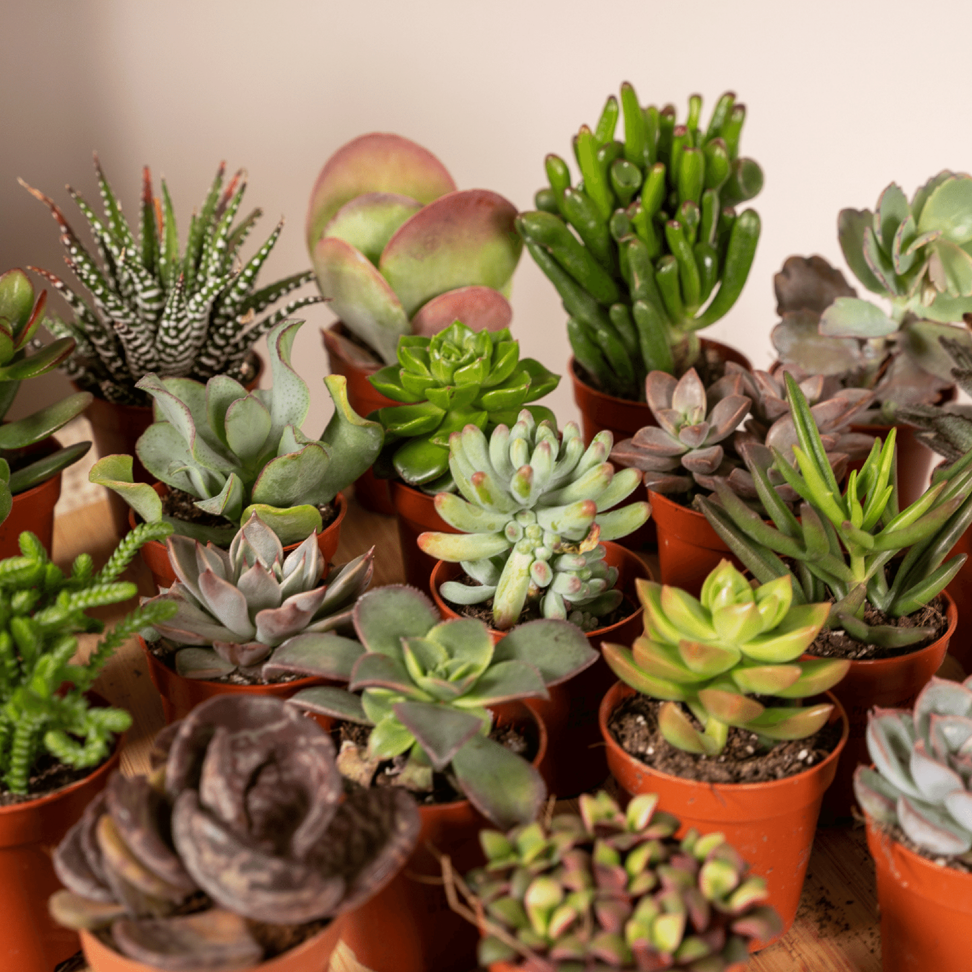 Mix of 20 Succulents — Succulent plants — Ø5.5 cm — H7 cm - Verdeia - 2