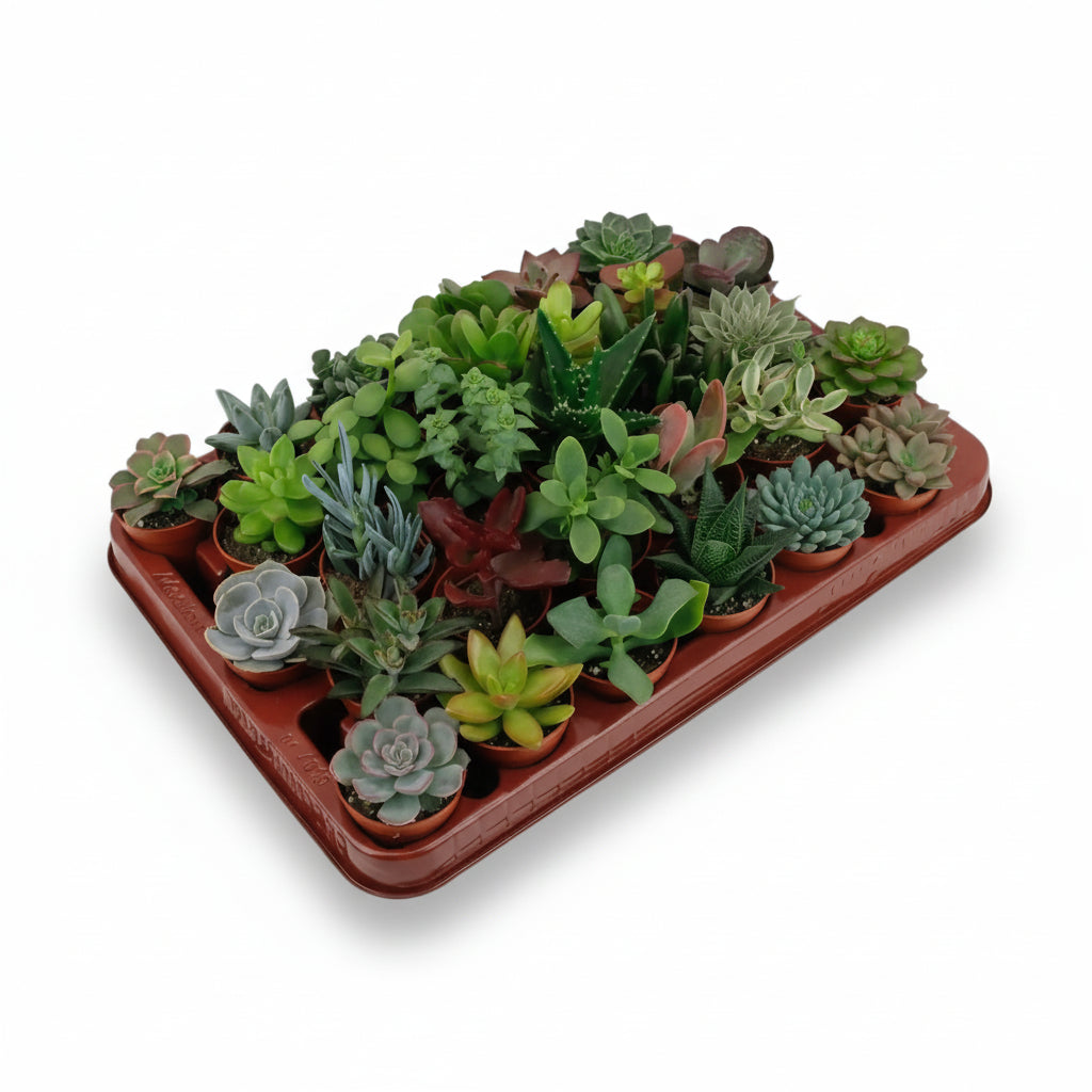 Mix de 30 suculentas — Plantas crasas surtidas — Ø5,5 cm — H7 cm - Verdeia - 1