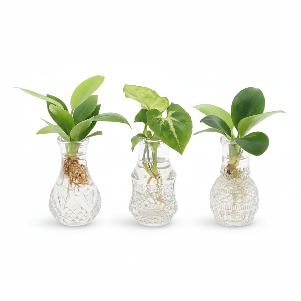 Mezcla de plantas en frasco Berlín — Lote de 3 — Ø7 cm — H10 cm - Verdeia - 1