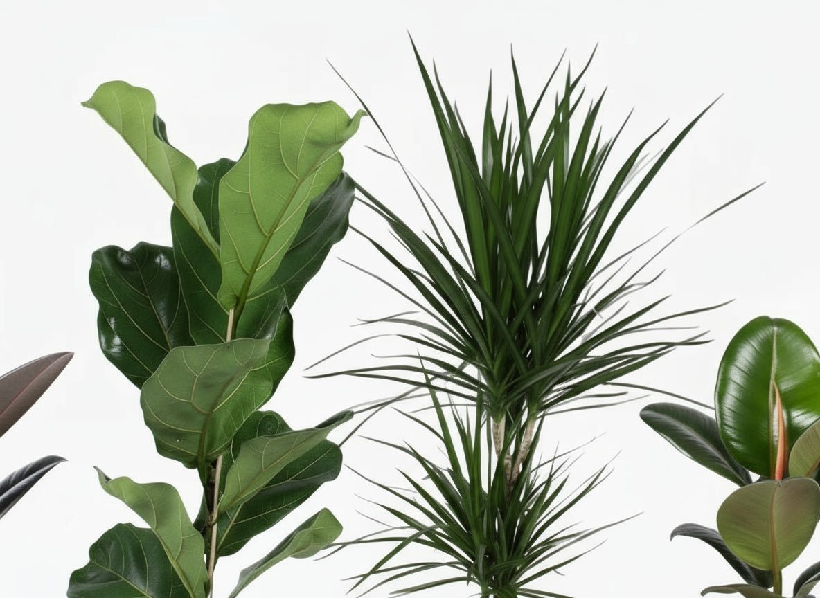 Mezcla de plantas verdes — Lote de 4 — Ø17 cm — H55–75 cm - Verdeia - 2