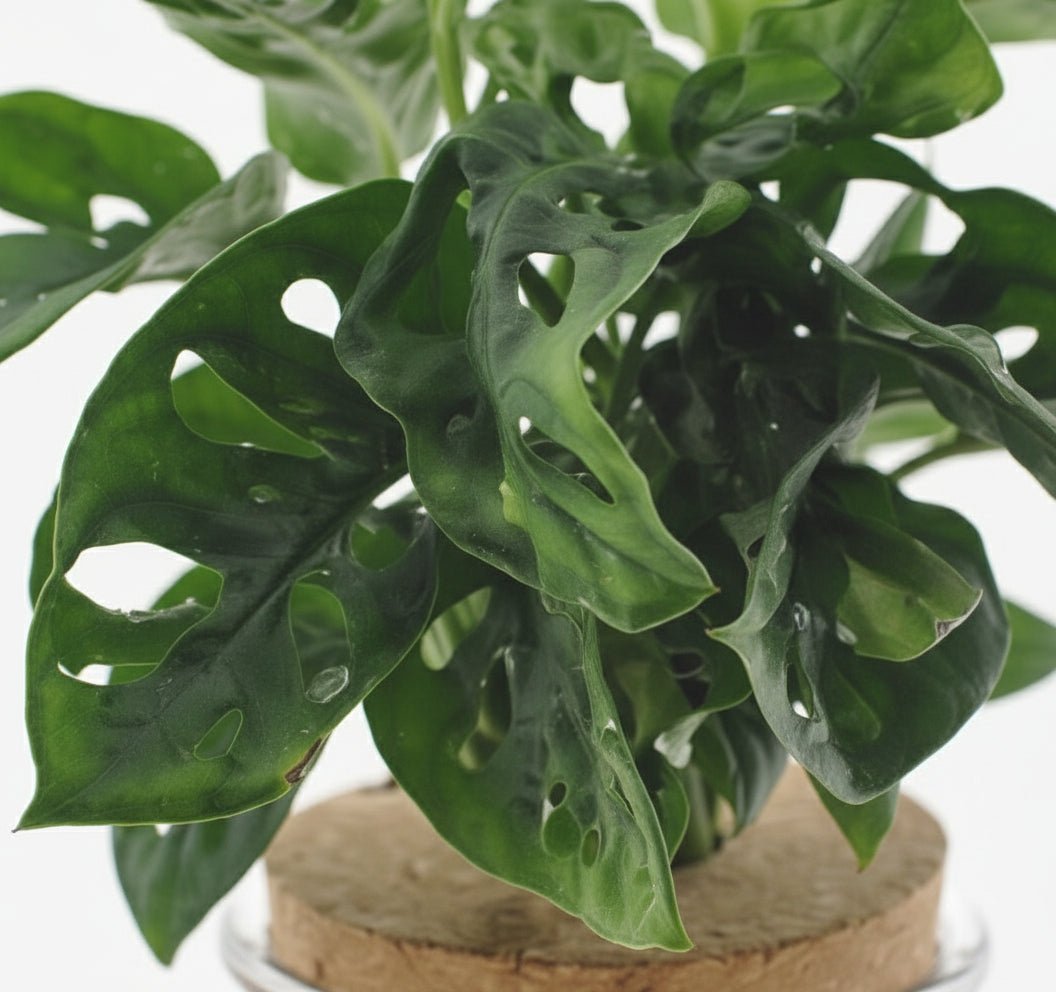 Monstera Adansonii w szklanym słoju z pokrywką – Ø12 cm – H25 – Verdeia – 2