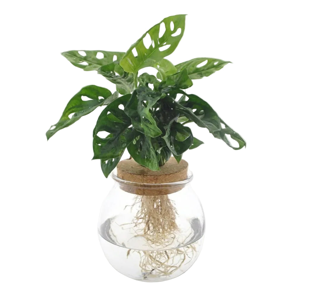 Monstera Adansonii en frasco de vidrio con tapón – Ø12 cm – H25 cm - Verdeia - 1