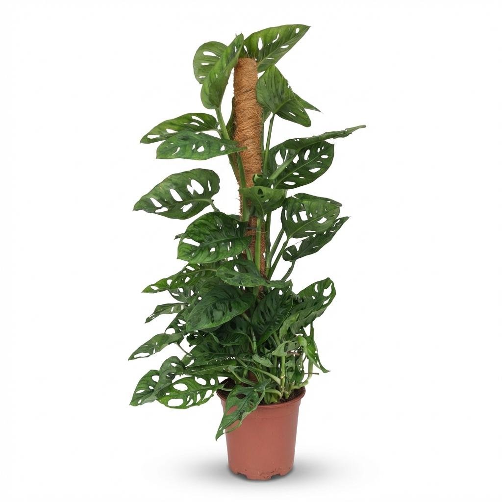 Monstera adansonii (Monstera Monkey Leaf) - Verdeia - 9
