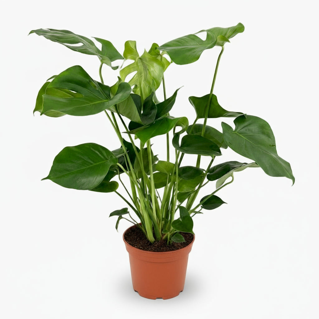 Monstera deliciosa – Plante à trous / Faux philodendron - Verdeia