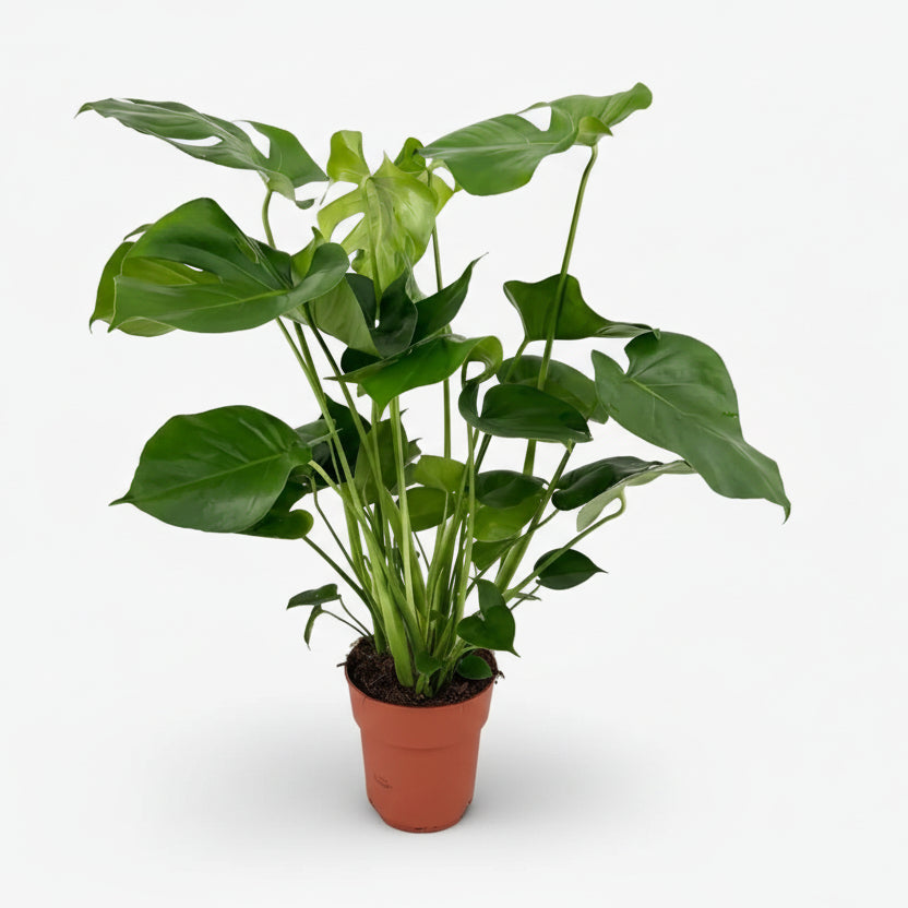 Monstera Deliciosa — Planta con agujeros / Falso filodendro - Verdeia - 8