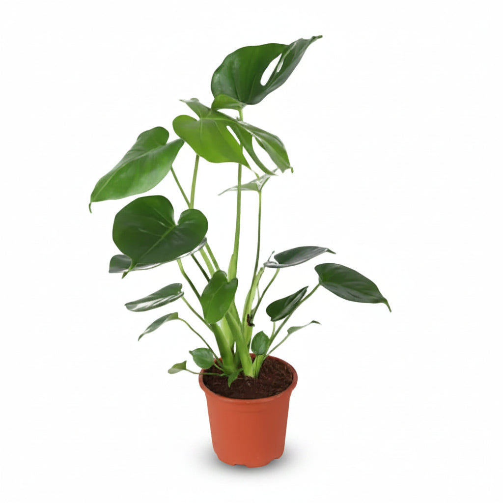 Monstera Deliciosa — Planta con agujeros / Falso filodendro - Verdeia - 7