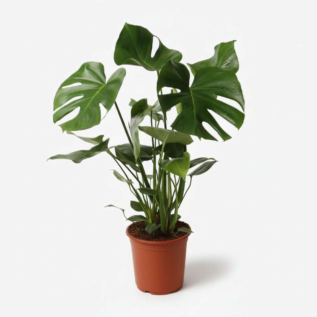Monstera Deliciosa — Costilla de Adán / Falso filodendro - Verdeia - 10