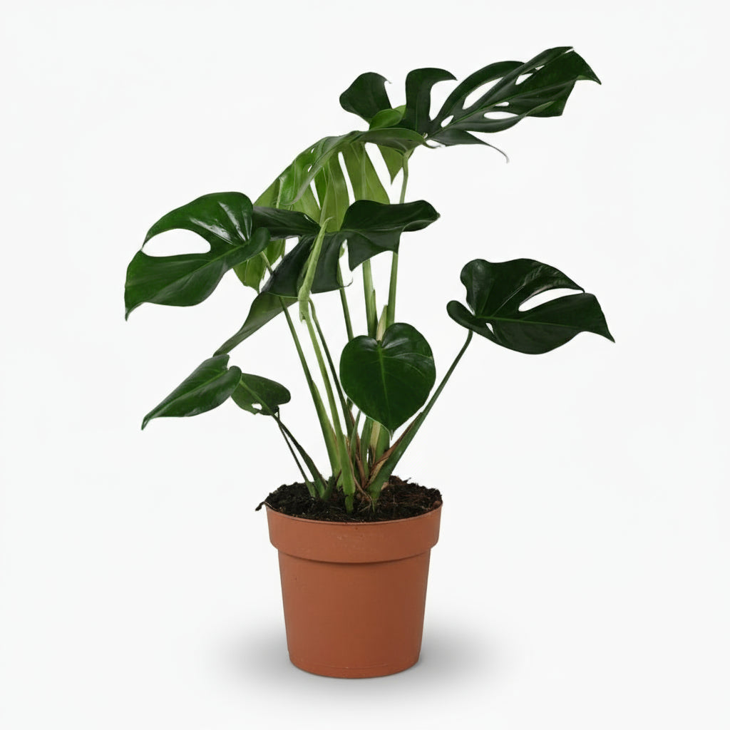 Monstera deliciosa – Plante à trous / Faux philodendron - Verdeia