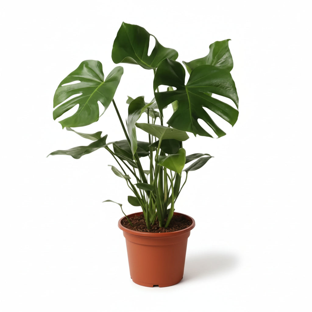 Monstera Deliciosa planta con agujeros, vista frontal, fondo blanco, maceta marrón