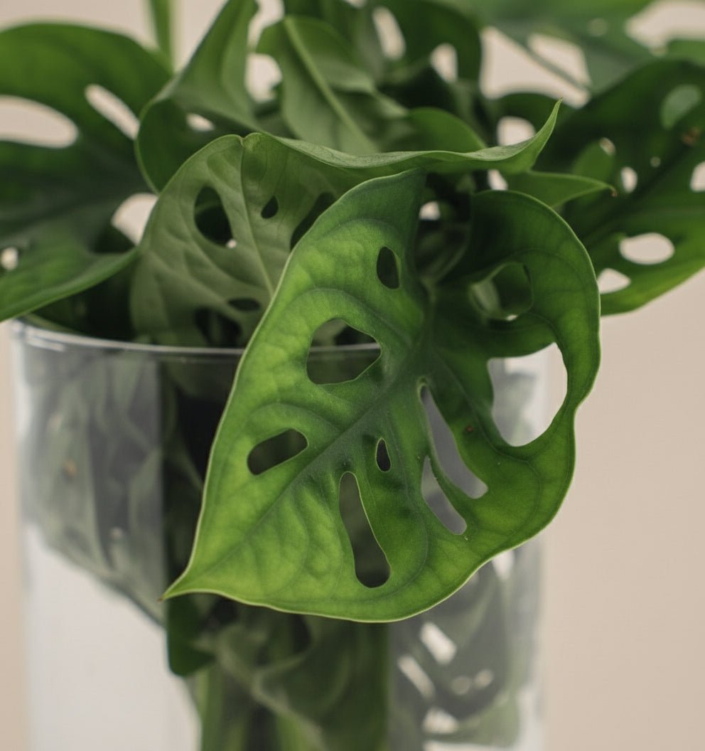 Monstera w szklanym wazonie cylindrycznym – Ø12 cm – H25 cm - Verdeia - 2