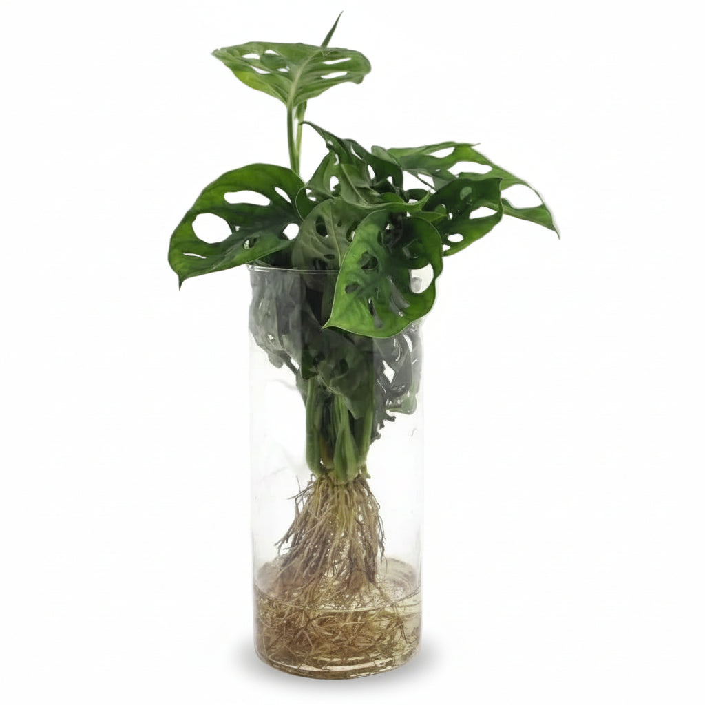 Monstera i cylindervase af glas – Ø12 cm – H25 cm - Verdeia - 1