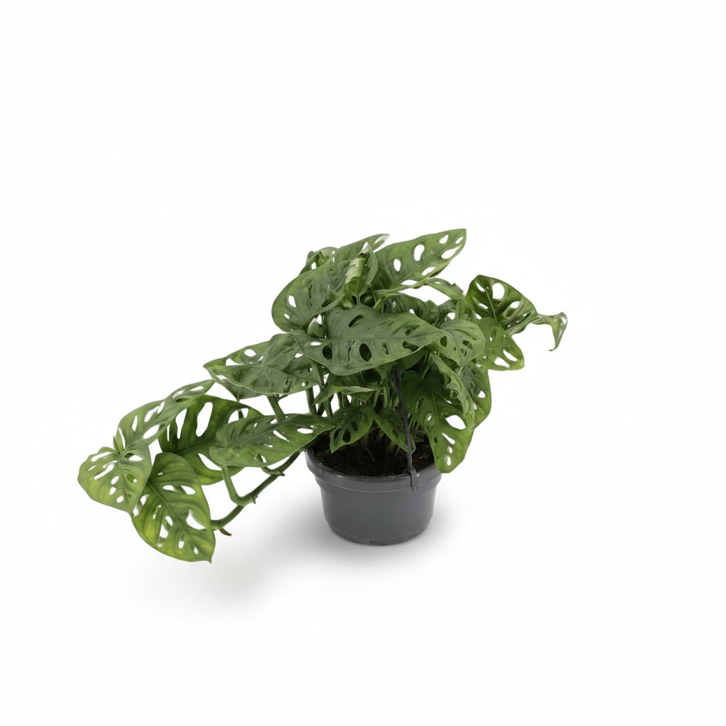 Hoja de Mono Monstera — Monstera adansonii - Verdeia - 7