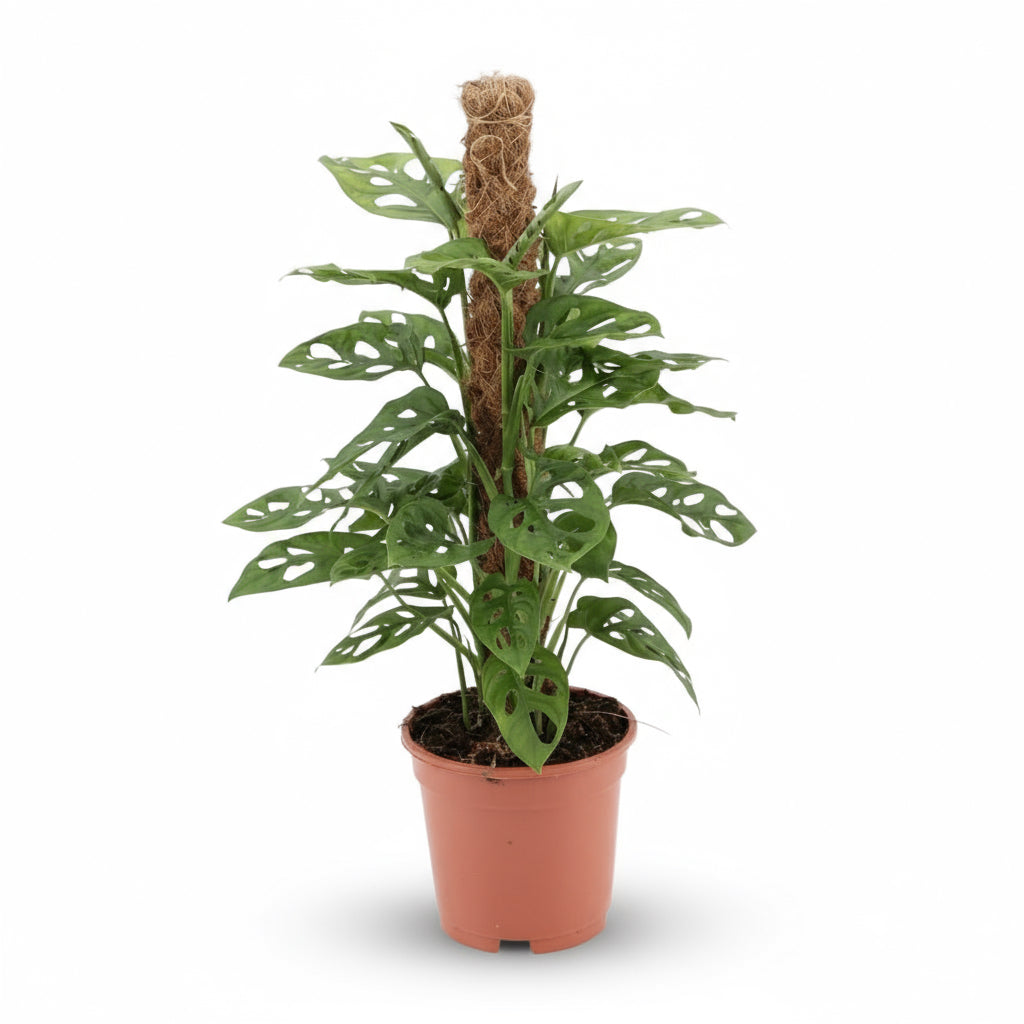 Monstera Monkey Leaf – Monstera adansonii - Verdeia