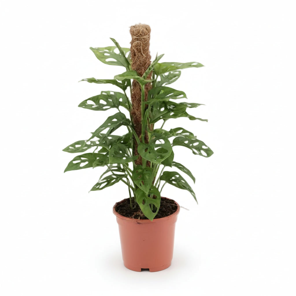 Hoja de Mono Monstera — Monstera adansonii - Verdeia - 8