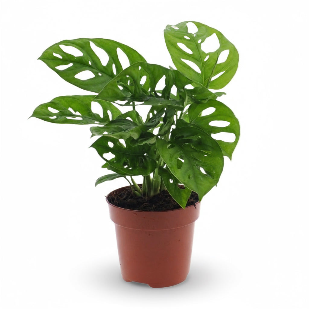 Monstera Monkey Leaf – Monstera adansonii - Verdeia