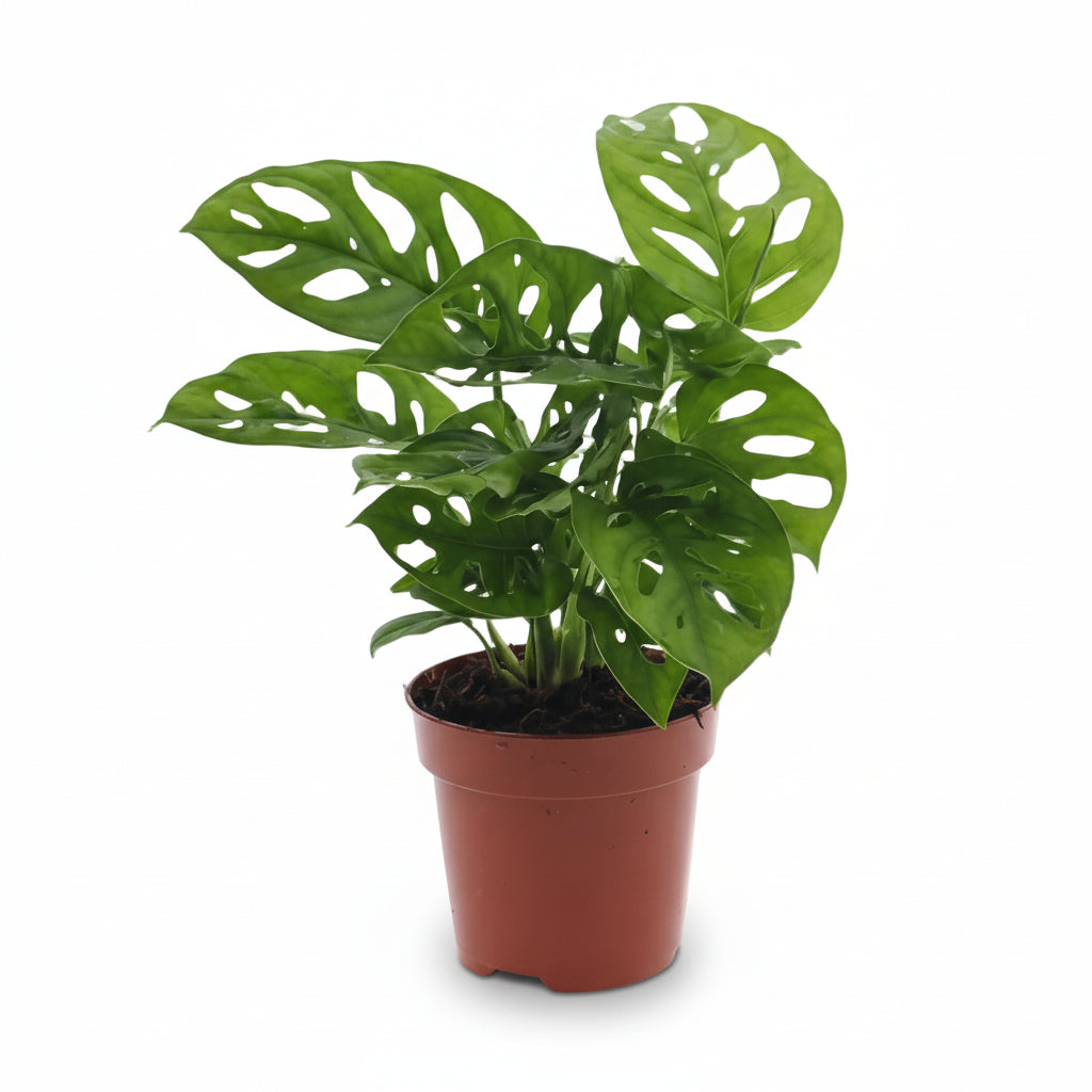Hoja de Mono Monstera — Monstera adansonii - Verdeia - 1