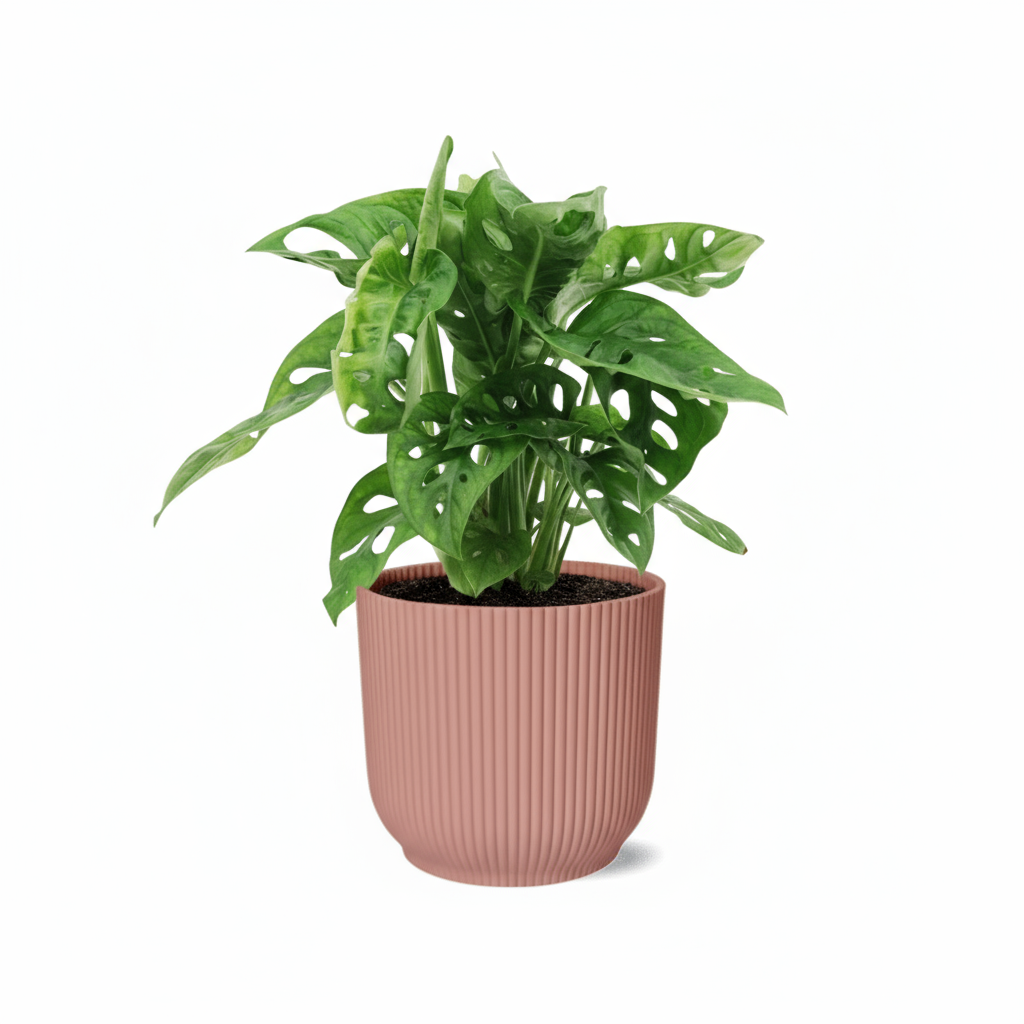 Monstera Monkey Leaf – Monstera adansonii - Verdeia