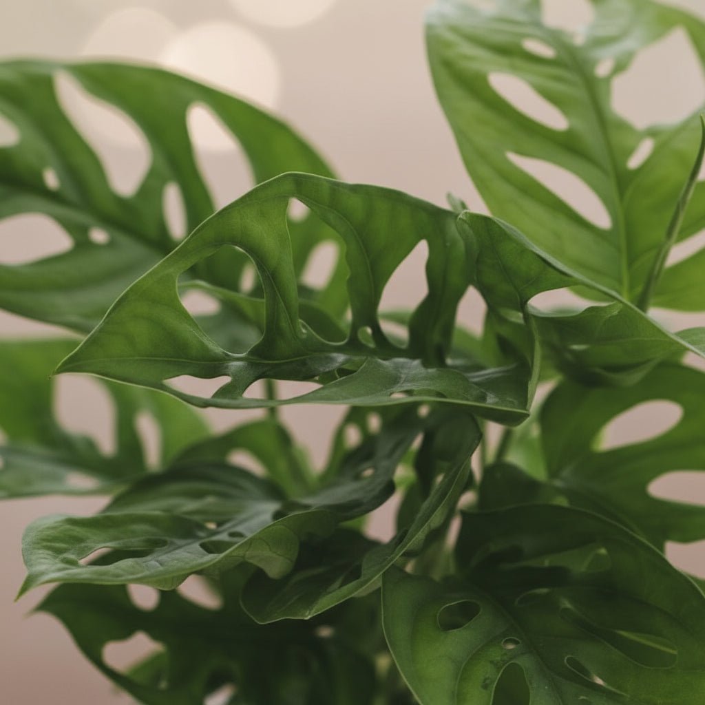 Hoja de Mono Monstera — Monstera adansonii - Verdeia - 2