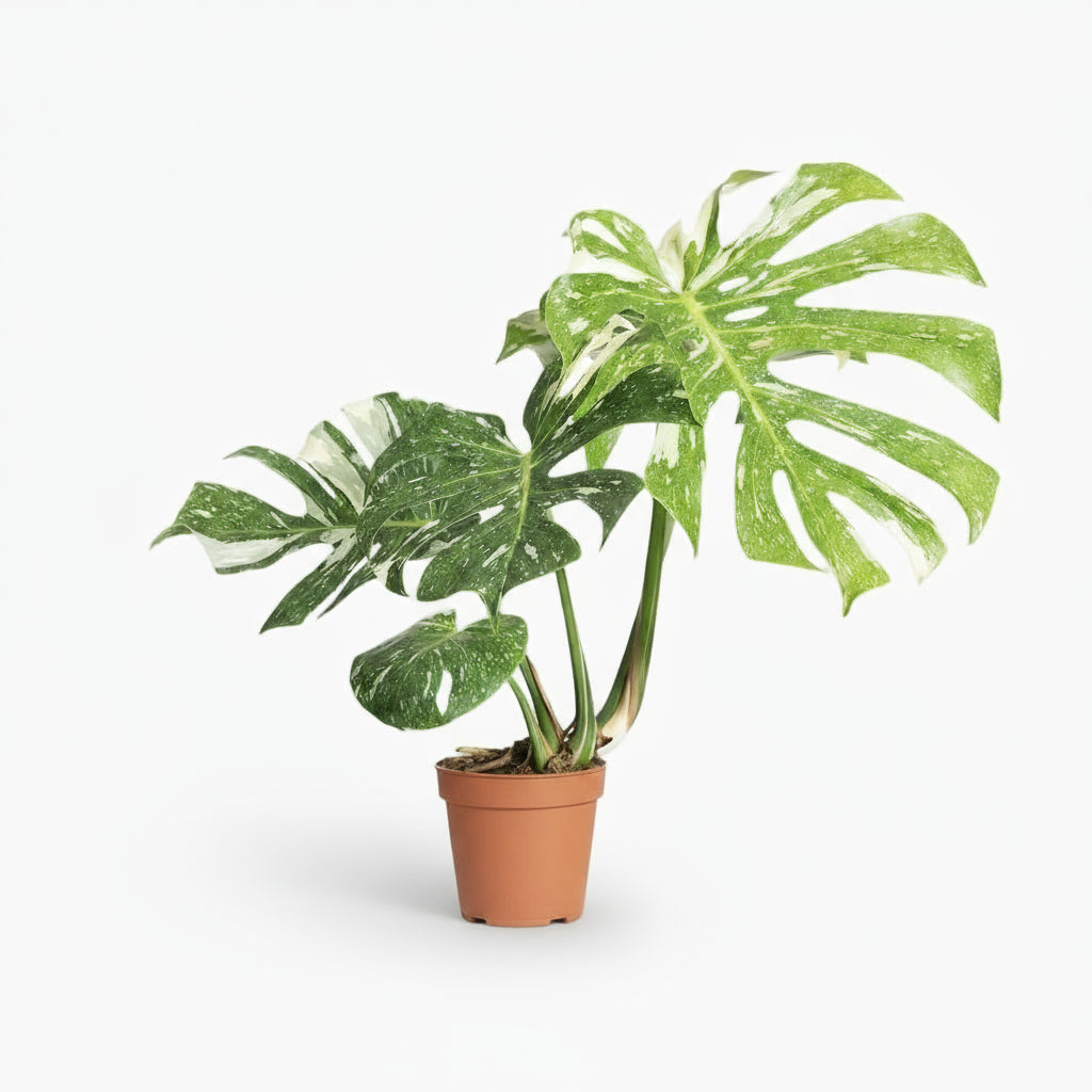 Monstera Thai Constellation – Monstera panaché - Verdeia