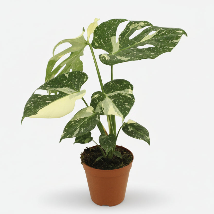 Monstera Thai Constellation — Falso filodendro panaché — Ø15 cm — H50 cm - Verdeia - 1