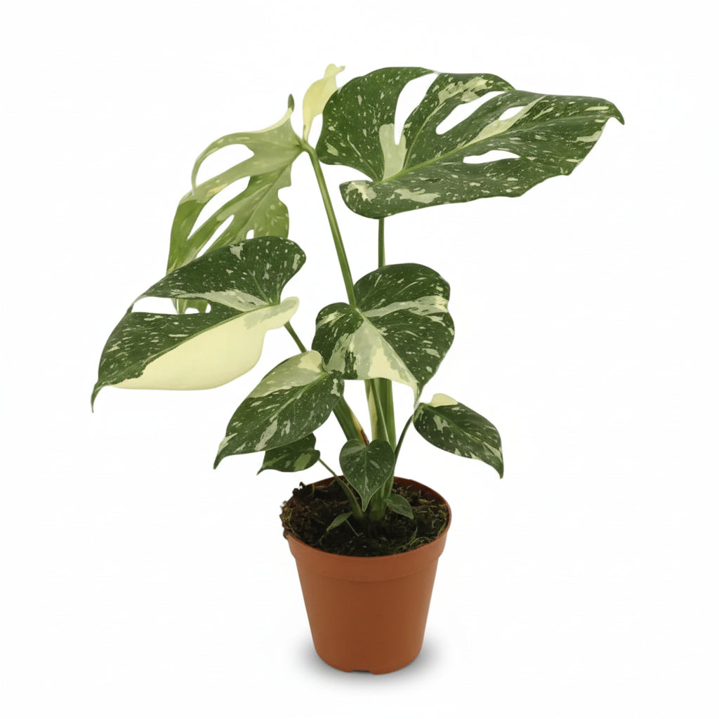 Monstera Thai Constellation — Filodendro variegado artificial — Ø15 cm — H50 cm - Verdeia - 1