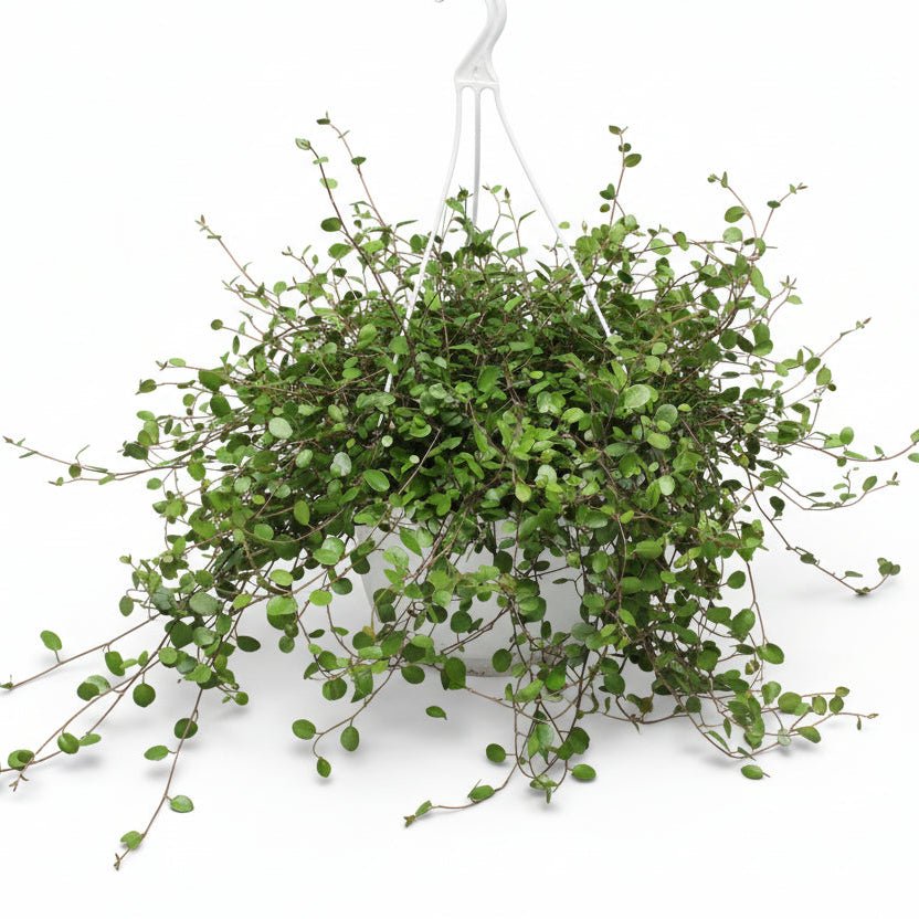 Muehlenbeckia también llamada Planta hilo de hierro en su maceta colgante sobre fondo blanco