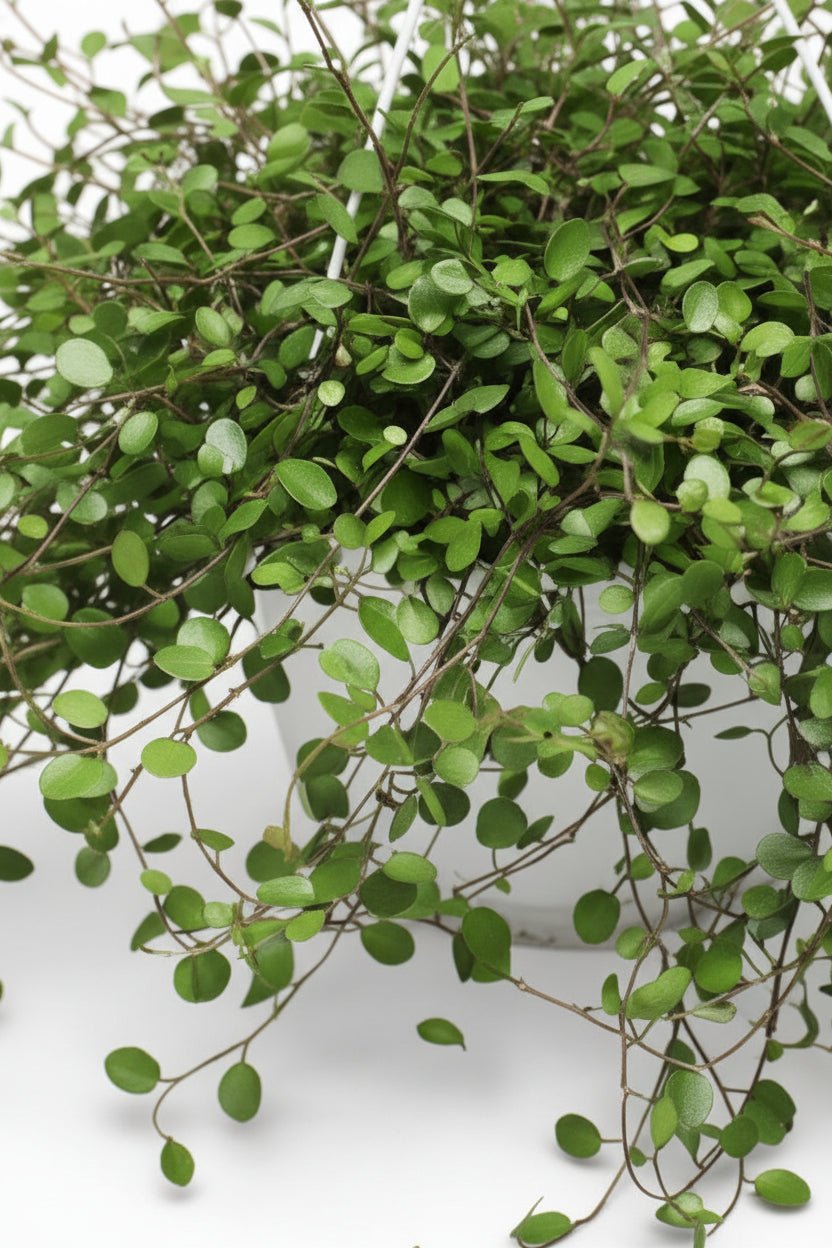 primer plano de las hojas de Muehlenbeckia, también llamada Planta hilo de hierro, en su maceta colgante